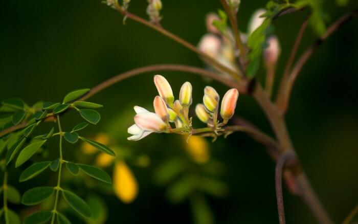 arvore-moringa-oleifera-em-floracao