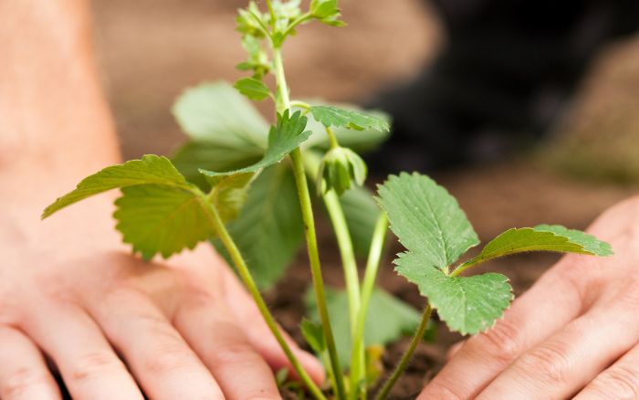 pessoa-plantando-morangos