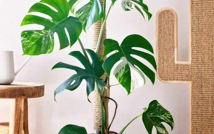 costela-de-adao-monstera-deliciosa-variegata-decorando-sala-de-estar