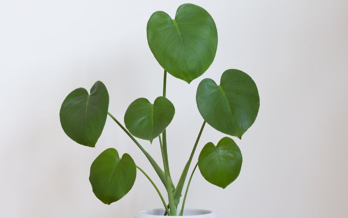 costela-de-adao-muda-em-desenvolvimento-crescendo-em-vaso-decorando-hall-de-entrada