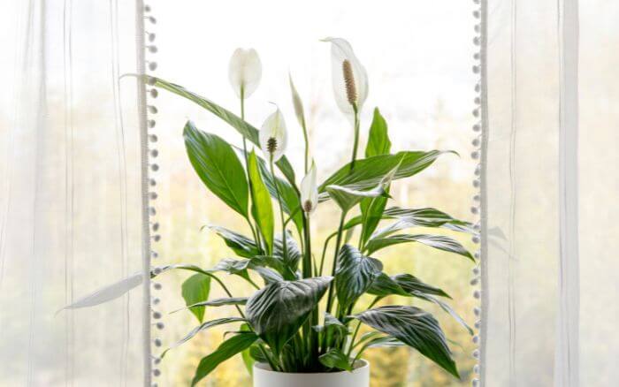 lirio-da-paz-crescendo-em-vaso-junto-a-janela