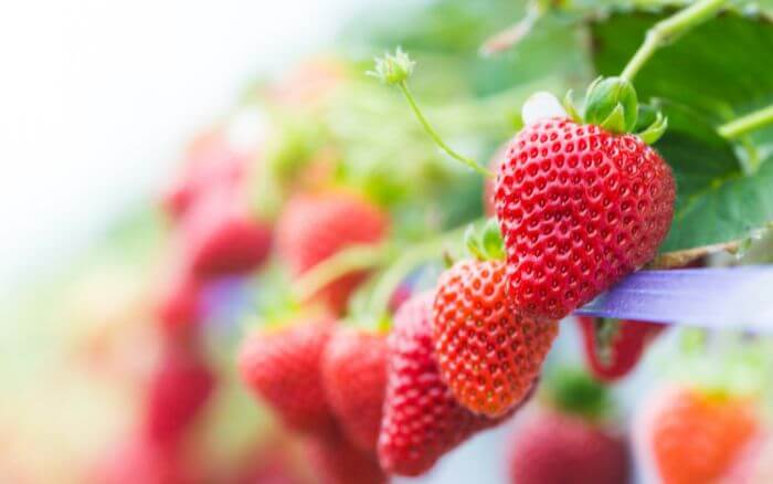 morangos-cultivados-em-vaso
