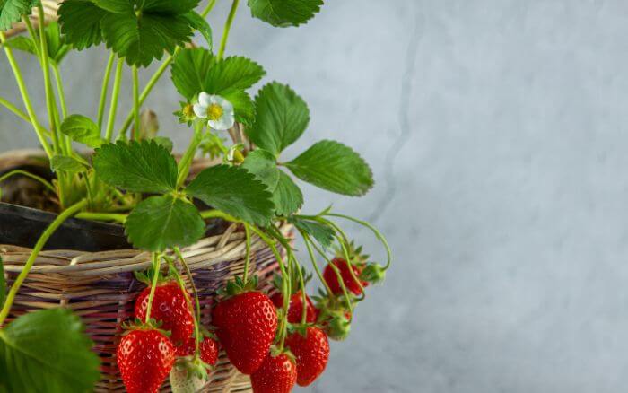 morangueiro-plantado-em-vaso-com-morangos-maduros