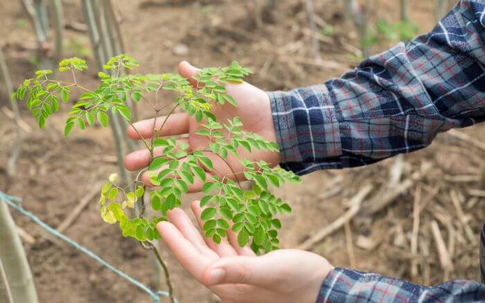 muda-de-moringa-oleifera-em-desenvolvimento