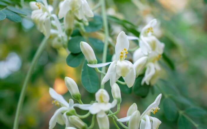 moringa-oleifera-em-epoca-de-floracao