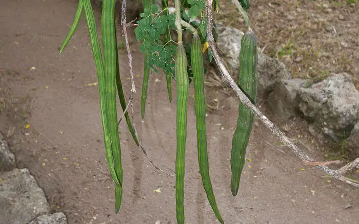 frutos-da-moringa-oleifera-vagens-verdes-e-longas-que-surgem-apos-a-floracao