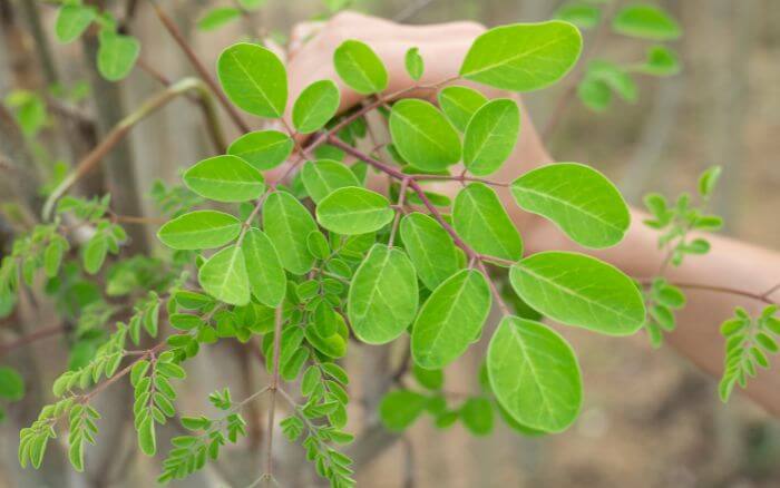 pessoa-escolhendo-estaca-de-moringa-oleifera-para-plantio