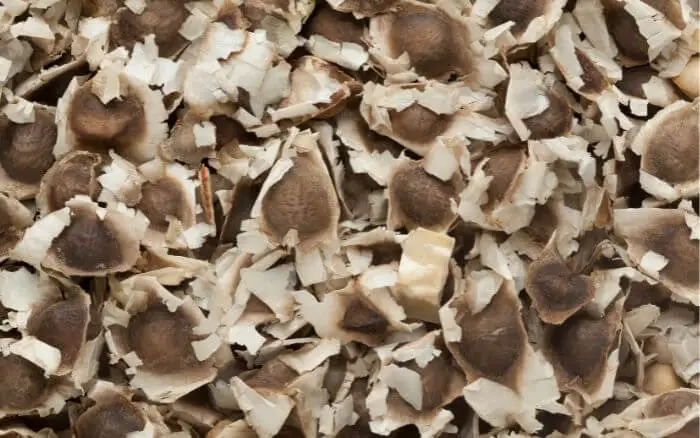 sementes-de-moringa-oleifera-prontas-para-plantio
