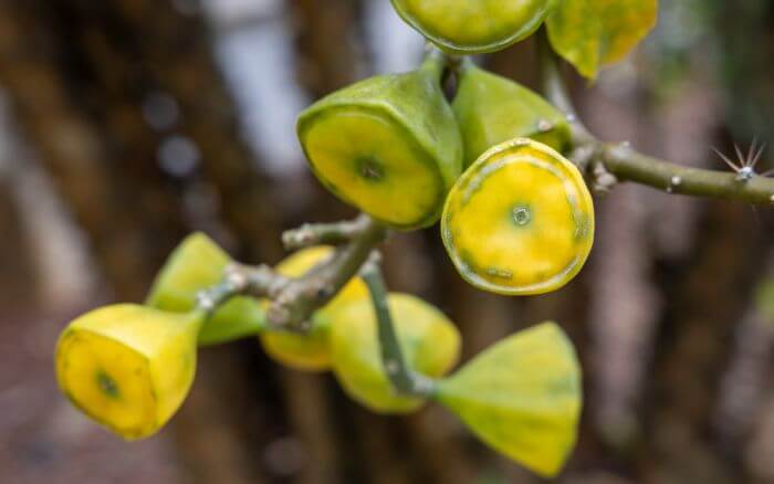 frutos-do-ora-pro-nobis-pereskia-bleo-comestíveis-ricos-em-nutrientes-e-com-aparencia-conica
