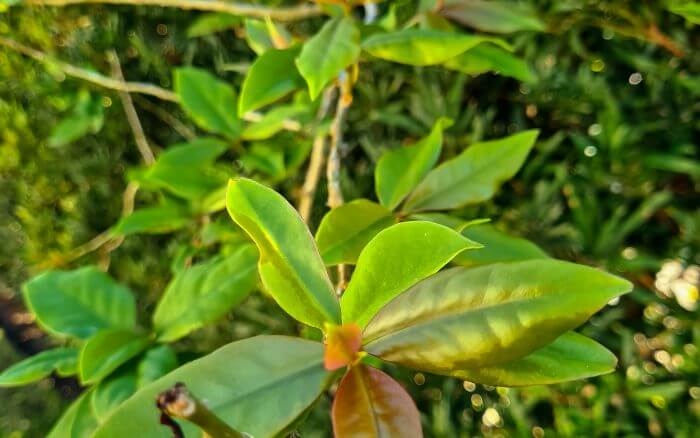 ora-pro-nobis-plantado-no-solo-como-cerca-viva