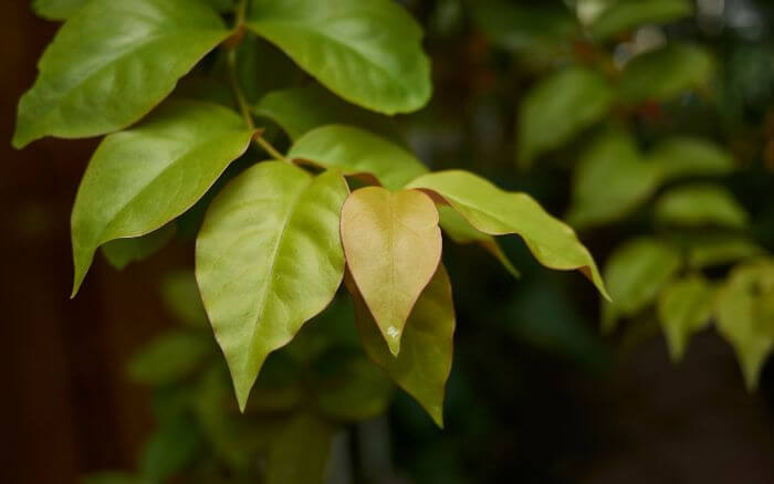 ora-pro-nobis-dourada-pereskia-aureiflora
