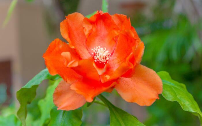 ora-pro-nobis-de-flor-laranja-pereskia-bleo-em-plena-floracao