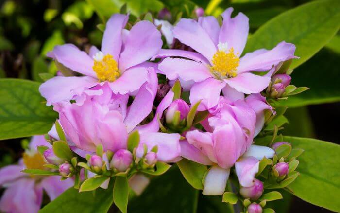ora-pro-nobis-especie-que-apresenta-flores-cor-de-rosa-pereskia-grandifolia
