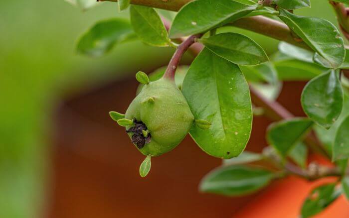 ora-pro-nobis-pereskia-grandifolia-com-frutos-arredondados-comestiveis-ricos-em-nutrientes-que-favorecem-a-saude