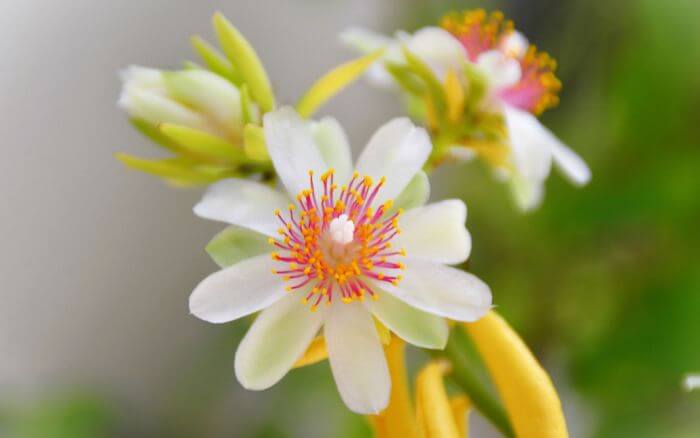 ora-pro-nobis-crescendo-em-vaso-em-epoca-de-floracao-seus-frutos-folhas-e-flores-sao-comestiveis-e-nutritivos
