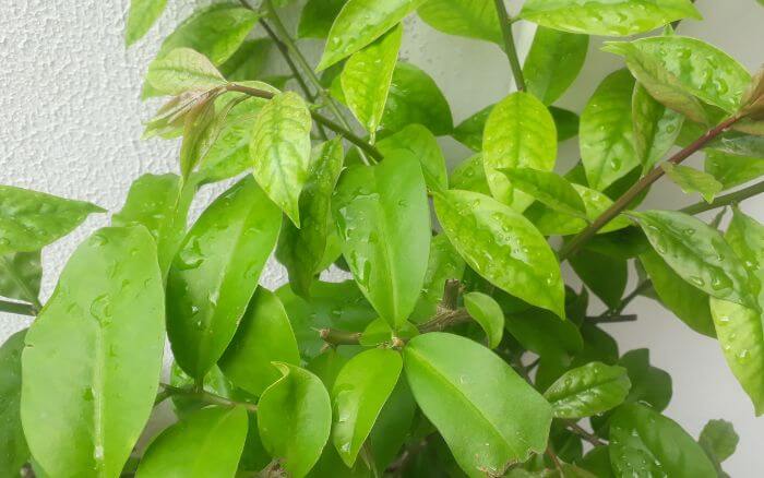 ora-pro-nobis-com-folhas-verdes-crescendo-em-vaso-mas-tambem-pode-ser-cultivado-na-horta-ou-no-jardim