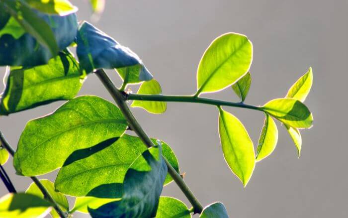 ora-pro-nobis-plantado-em-jardim-comestivel