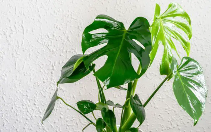 costela-de-adao-monstera-deliciosa-simbologia-da-planta