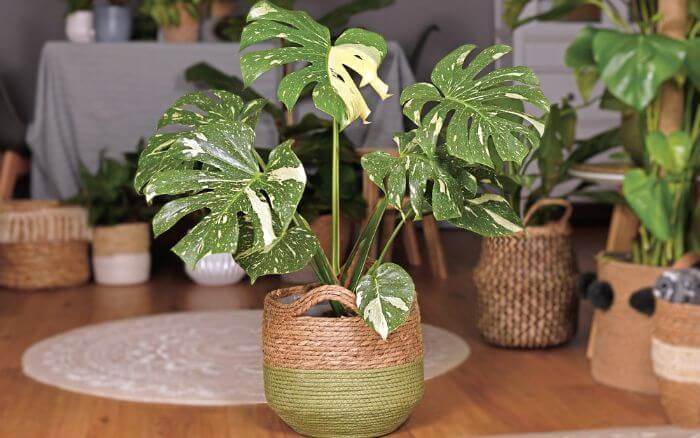 costela-de-adao-monstera-deliciosa-thai-constellation-decorando-sala-de-estar