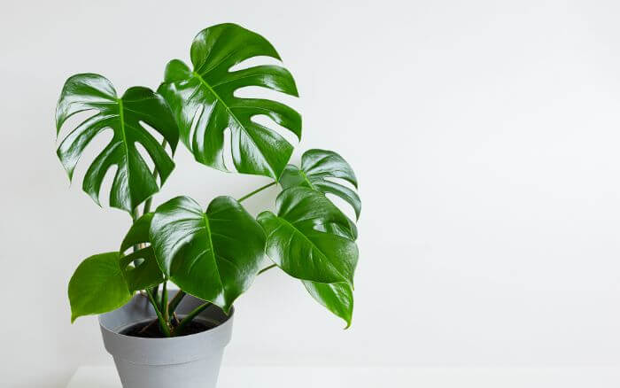 costela-de-adao-muda-com-folhas-em-diferentes-estagios-de-desenvolvimento