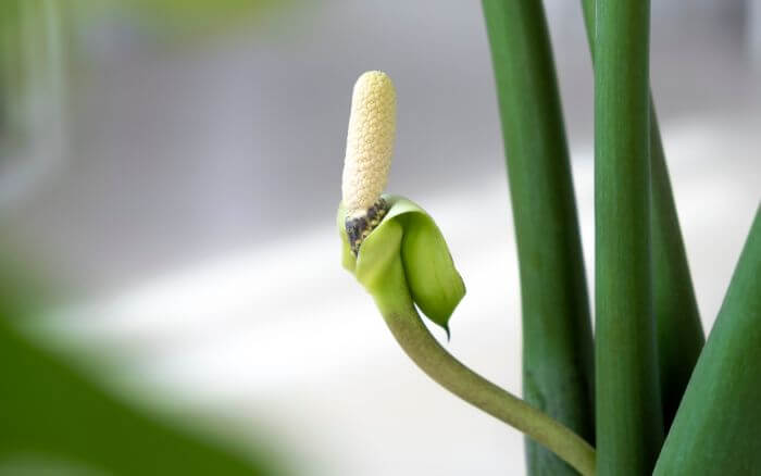 flor-da-zamioculcas-a-floracao-e-rara-e-tem-formato-de-espata
