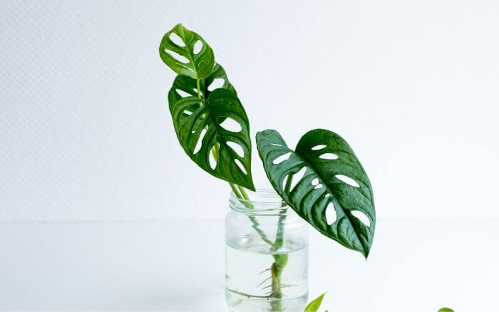 propagacao-costela-de-adao-monstera-adansonii-por-folha-na-agua