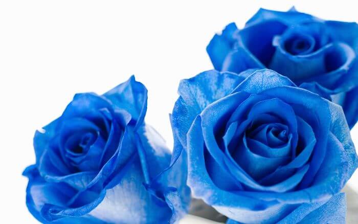 rosa-azul-em-close-up-simbolo-de-misterio-e-riqueza