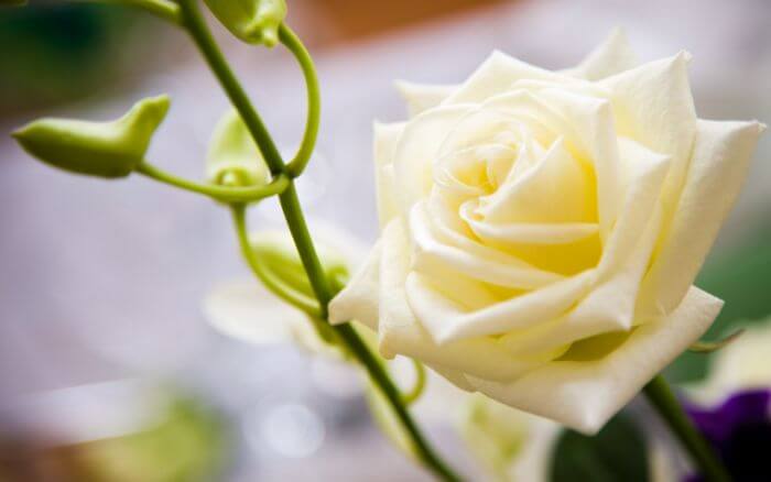 rosa-branca-em-um-jardim-simbolo-de-pureza-e-esperanca