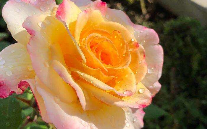 rosas-multicoloridas-em-jardim-simbolo-de-diversidade-e-alegria