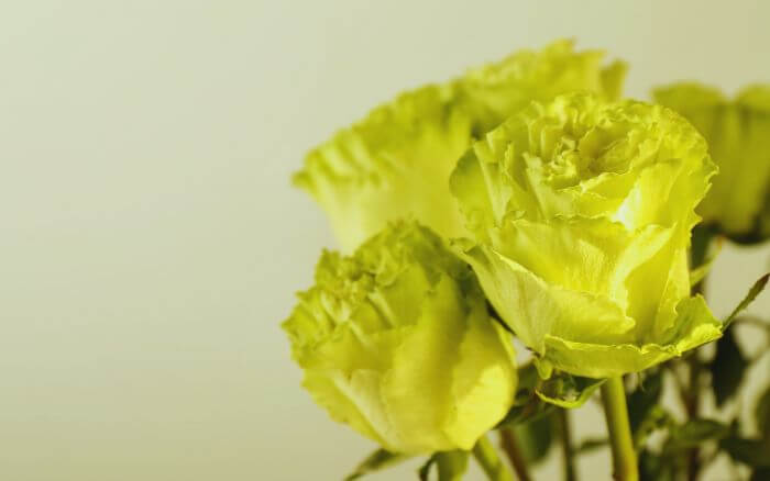 rosa-verde-em-close-up-simbolo-de-esperanca-e-renovacao