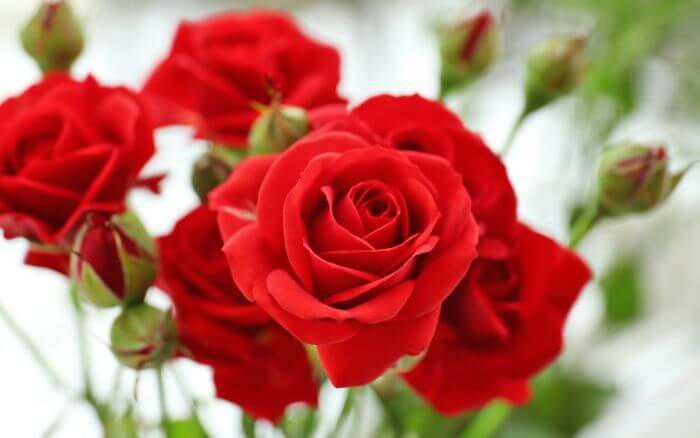 rosa-vermelha-em-close-up-simbolo-de-paixao-e-amor