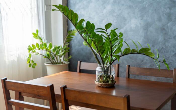 zamioculcas-cultivada-na-agua-em-vaso-transparente-sobre-mesa-de-jantar