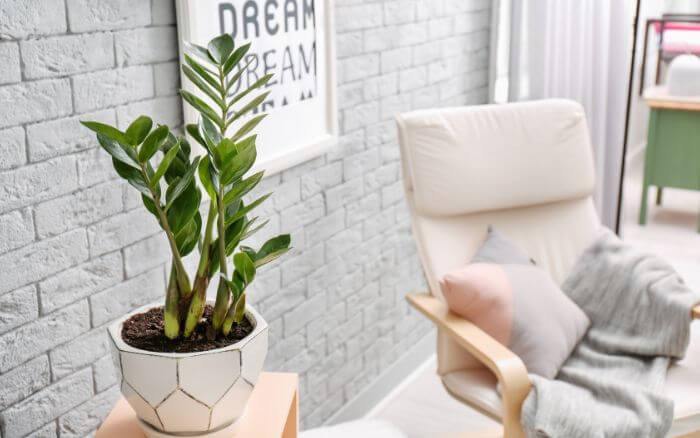zamioculcas-decorando-quarto-com-decoracao-estilo-clean