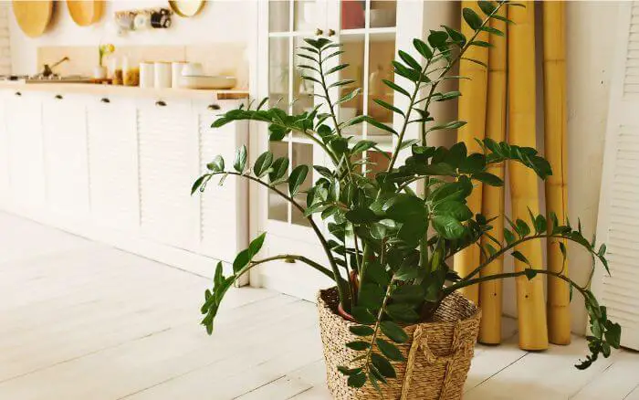 zamioculcas-em-cozinha-decorada-com-estilo-clean