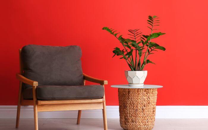zamioculcas-em-sala-de-estar-com-decoracao-moderna