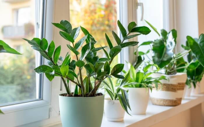 zamioculcas-decorando-espaco-interno-ao-lado-de-outras-plantas-purificadoras-do-ar-e-que-tambem-possuem-simbolismo-positivo