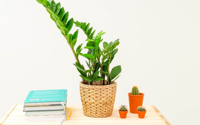 zamioculcas-sobre-mesa-de-estudos-ao-lado-de-cactos-plantas-suculentas-e-livros