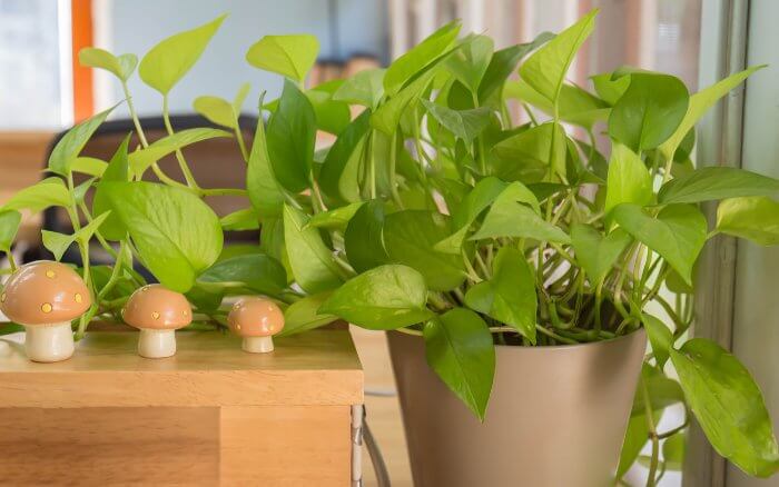 Jiboia como planta purificadora do ar e com significados espirituais positivos em diversas culturas.