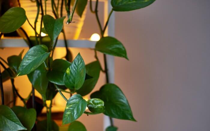 planta-jiboia-epipremnum-aureum-cultivada-na-sala-de-estar-para-protecao-contra-energia-negativa-e-purificacao-do-ar