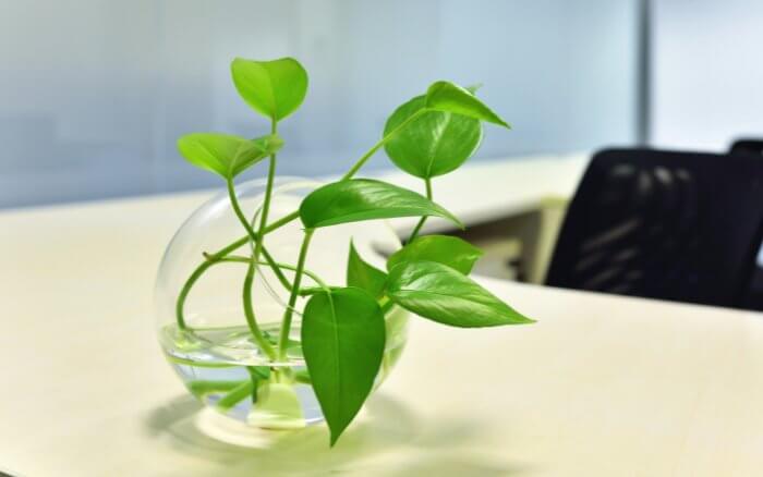 Jiboia em ambiente de trabalho, atraindo prosperidade, crescimento profissional, e afastando o mau-olhado.