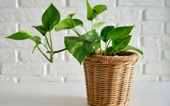 Jiboia decorando ambiente interno, atraindo harmonia,  prosperidade, e purificando o ar.