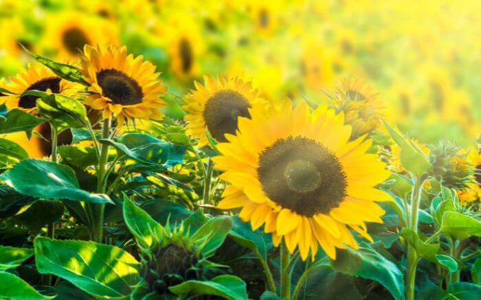 Girassóis luminosos, a personificação da alegria em qualquer jardim ensolarado. Campo de girassóis amarelos em um dia ensolarado.