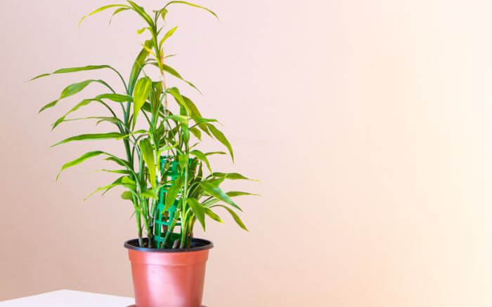 Problemas comuns no cultivo do bambu da sorte, como folhas amareladas e raízes apodrecidas. Ajuste a localização e o cuidado para manter a planta saudável. Imagem destacando folhas amareladas, com sugestões de solução para o cultivo saudável de bambu da sorte.