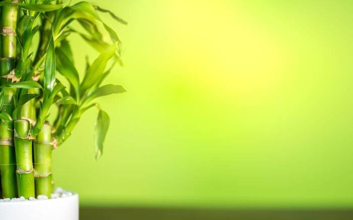 Cultivar um bambu da sorte em solo ou água é uma ótima forma de harmonizar a sua decoração e atrair sorte e prosperidade deixando o ambiente com um estilo Zen. Bambu da sorte sendo cultivado em um vaso de cor clara, perfeito para compor uma decoração leve e harmoniosa.