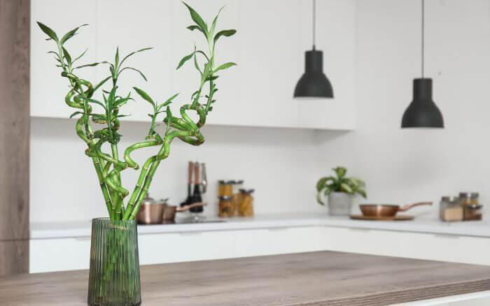 Cultivo de bambu da sorte em água. Utilize água destilada ou da chuva para manter as raízes saudáveis. Recipiente transparente com bambu da sorte cultivado em água, mostrando as raízes visíveis.