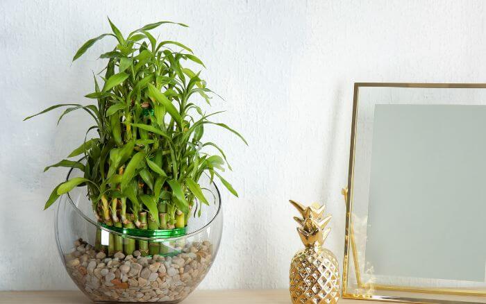 Bambu da Sorte em Decoração Zen.Inspire-se com esta imagem de bambu da sorte usado em uma decoração zen. Um símbolo de pureza e simplicidade, perfeito para ambientes tranquilos e equilibrados.