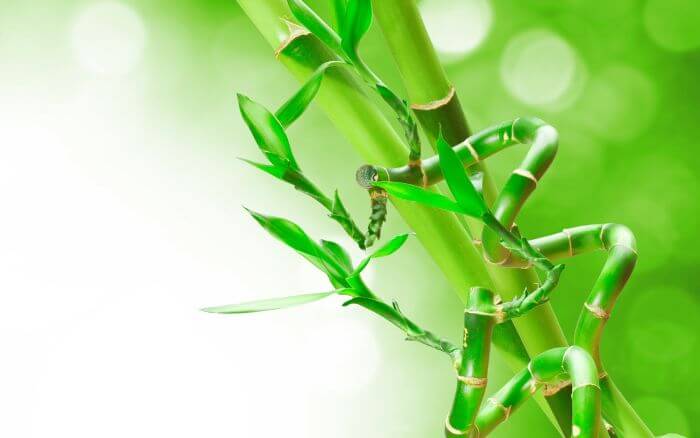 Enrolar o bambu da sorte no arame é uma ótima forma de modelar essa planta perene e personalizar a sua decoração. Hastes da planta perene Dracaena sanderiana, conhecida como bambu da sorte modeladas pelo processo de enrolar no arame.
