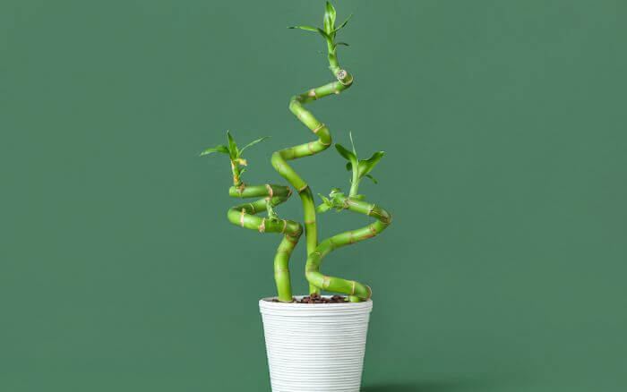 Cultivo de bambu da sorte em solo. Escolha um vaso com boa drenagem e use uma mistura de terra para vasos. Bambu da sorte plantado em um vaso com solo bem drenado para prevenir o apodrecimento da raízes.