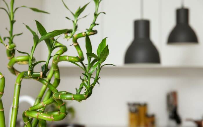 Canto da riqueza com bambu da sorte. Hastes de bambu da sorte cultivadas em vaso,no canto sudoeste do ambiente uma prática do feng shui para atrair riqueza e prosperidade.