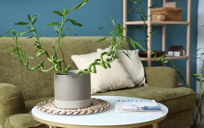 Cinco Hastes de Bambu da Sorte Representando os Cinco Elementos do Feng Shui. Explore o significado dos cinco elementos do Feng Shui com esta imagem de cinco hastes de bambu da sorte. Perfeito para atrair equilíbrio e saúde